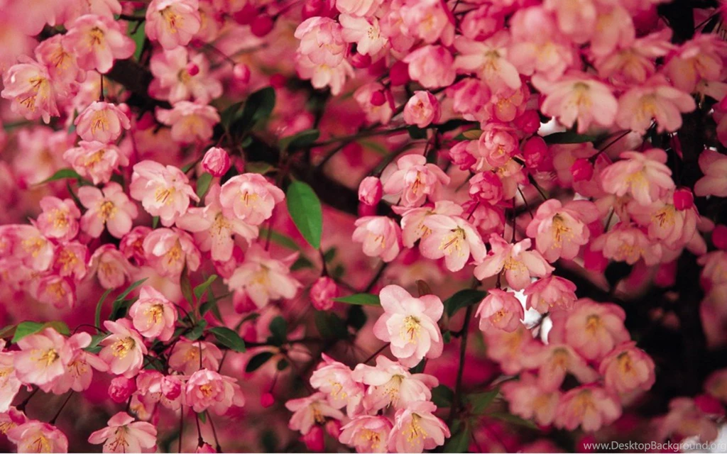 Flowers Spring Flowers Pink Nature Desktop Backgrounds ~ Flowers ...