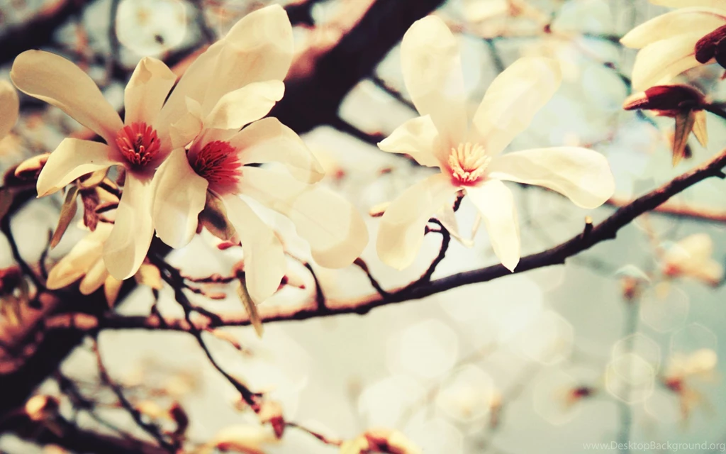 Spring Flowers Images Wallpapers Desktop