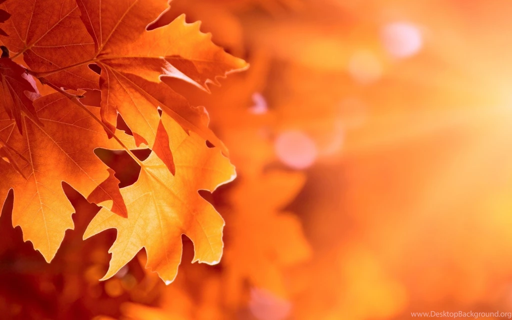 Download Wallpapers 1680x1050 Autumn, Leaves, Bokeh 1680x1050 HD ...
