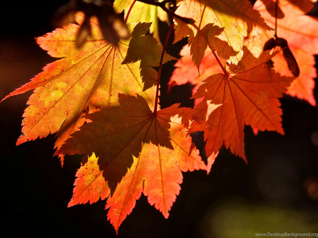 Autumn Leaves Backgrounds