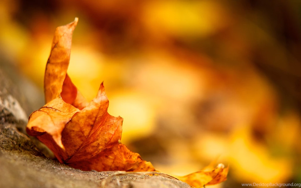 Autumn Leaves Backgrounds