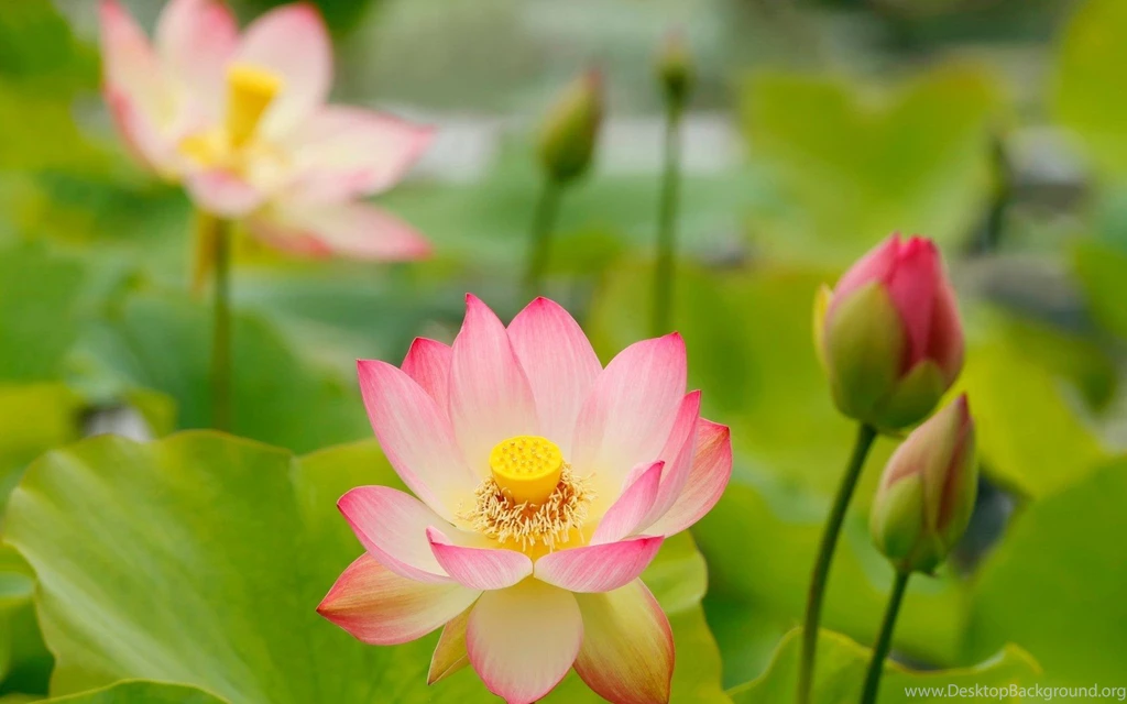 Flowers Rain Pink Water Drops Petals Free Desktop Wallpapers ...