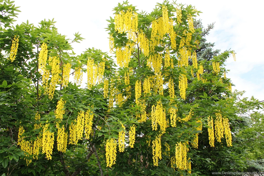 Fields Summer Flowers Fields Nature Free Desktop Wallpapers ...