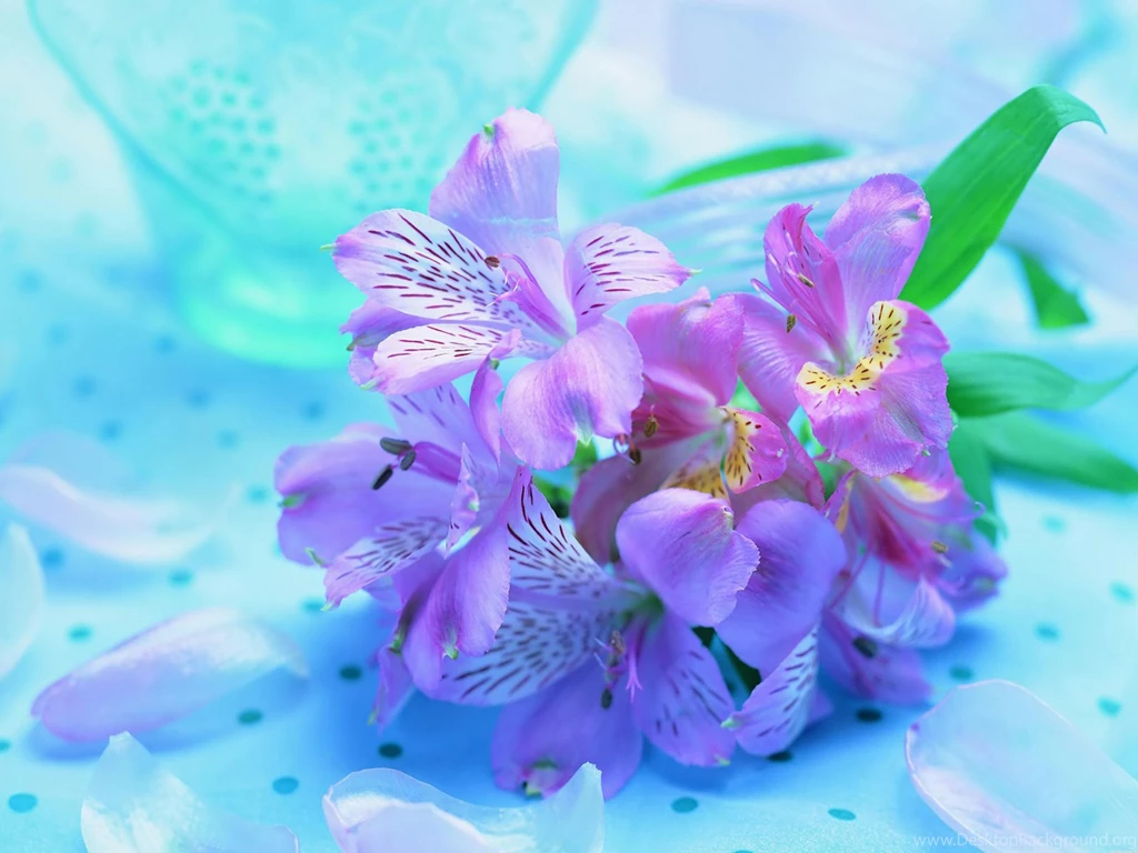 Free Beautiful Fresh Flowers Computer Desktop Wallpapers