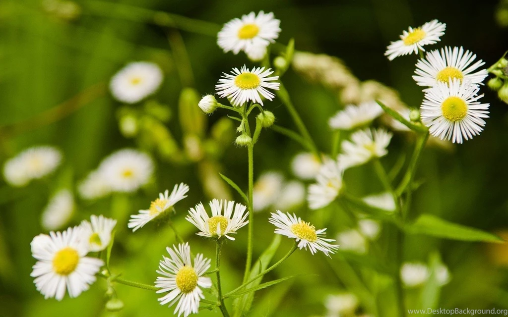 Flowers: BEAUTIFUL FLOWERS Cool Peaceful Nature Amazing Free ...