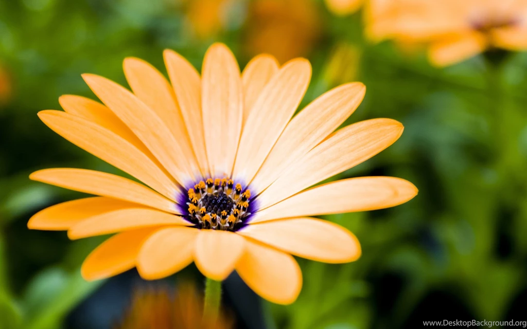 Flowers Lovely Orange Flower Flowers Nature Free Desktop Wallpapers ...