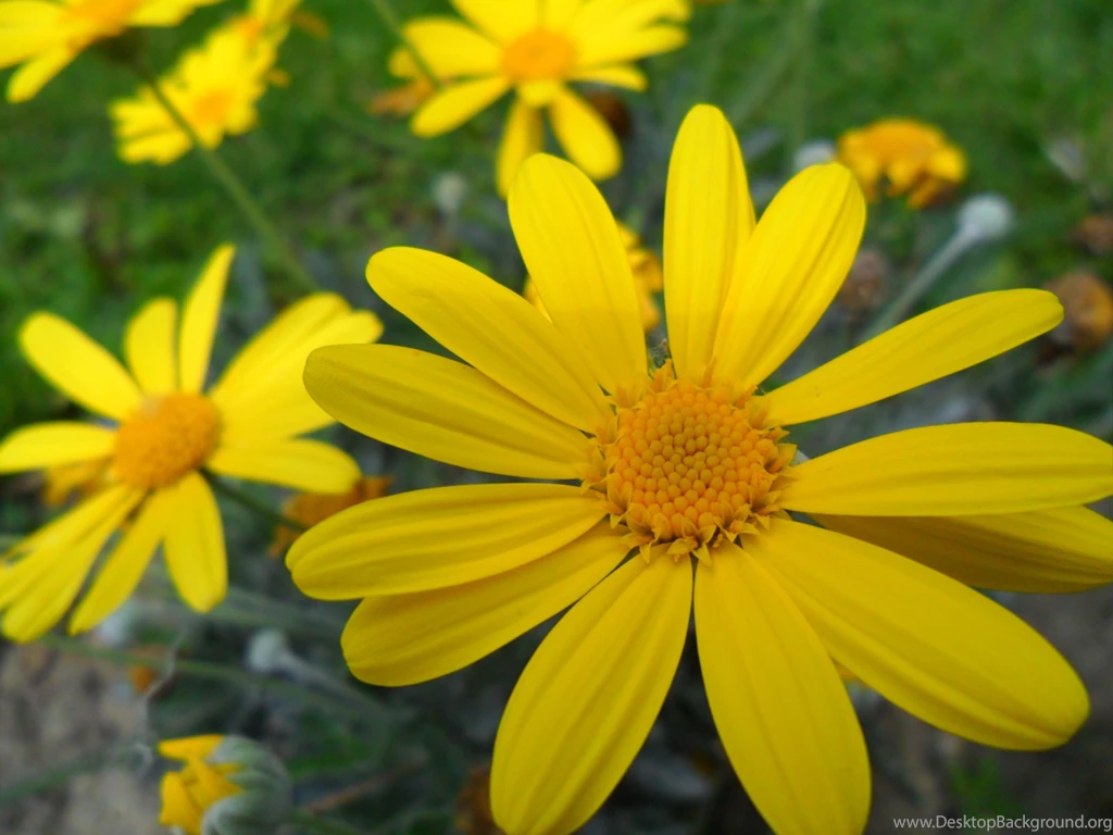 Flowers: Yellow Flowers Petals Soft Free Desktop Wallpapers For ...
