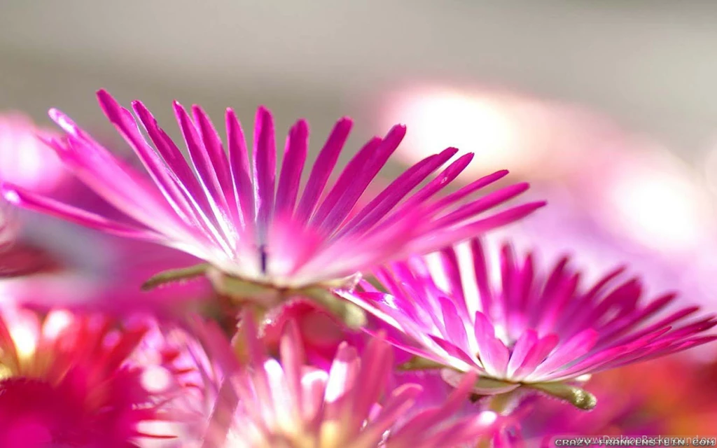Japan Flowers Wallpapers 2 Crazy Frankenstein