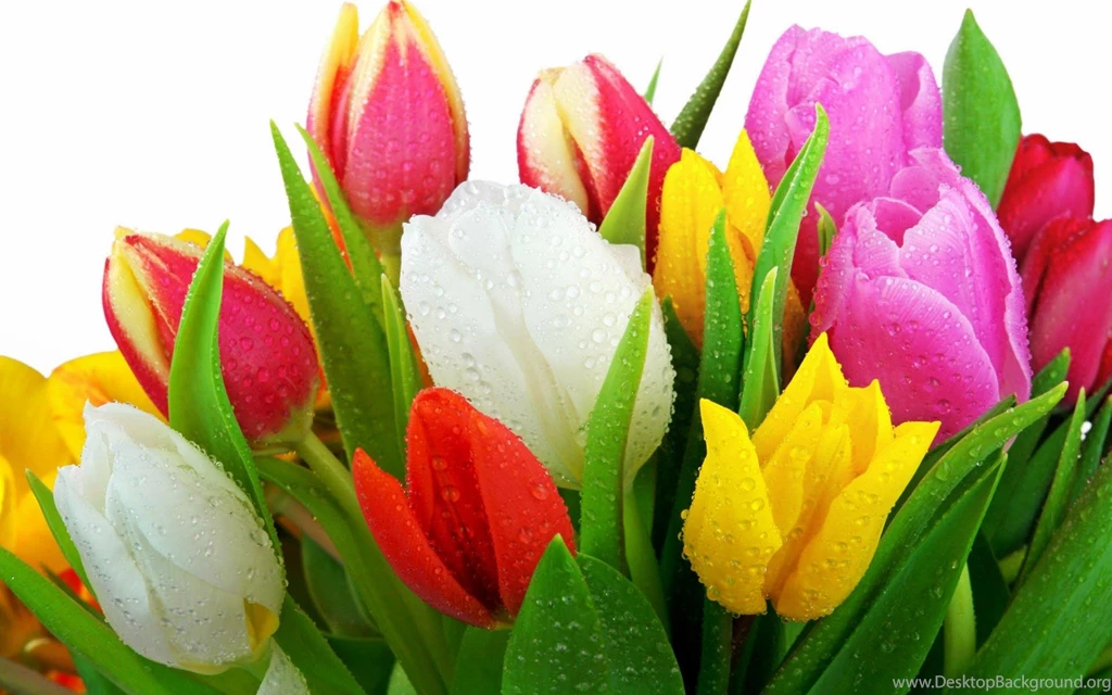 Tulip Flowers Hd Wallpapers