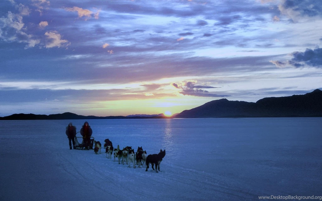 Dogs Of Antarctica   HD Wallpapers Widescreen   1680x1050