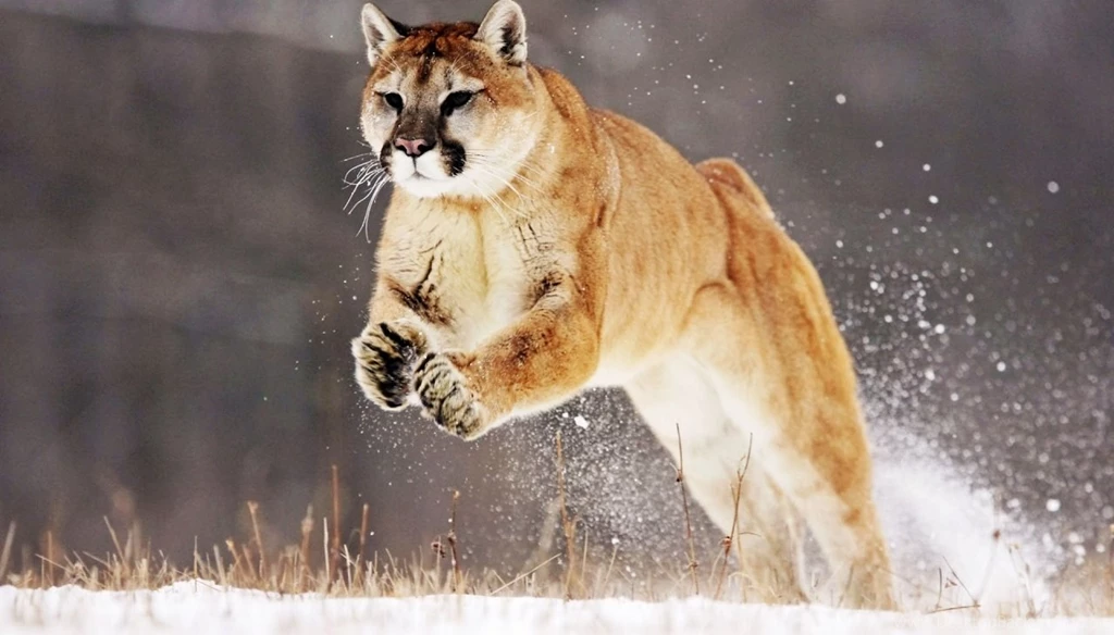 Images Of A Mountain Lion