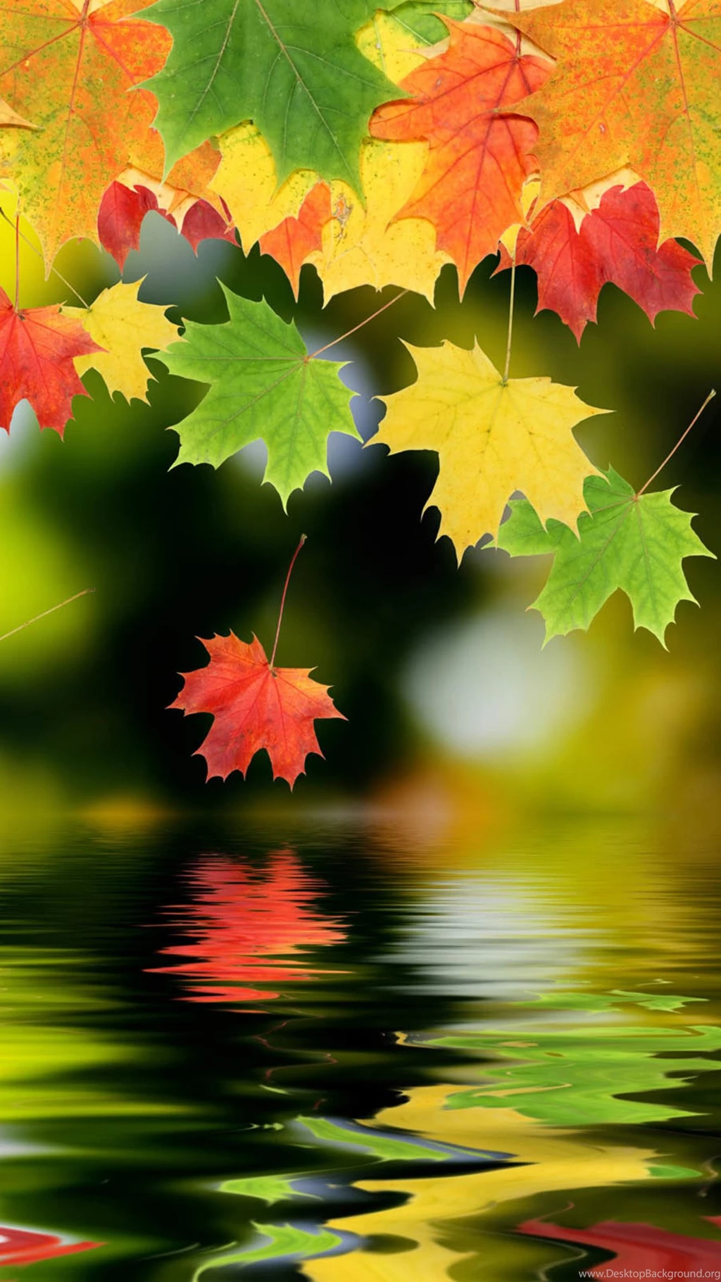 Autumn Maple Leafs Android Wallpapers Free Download