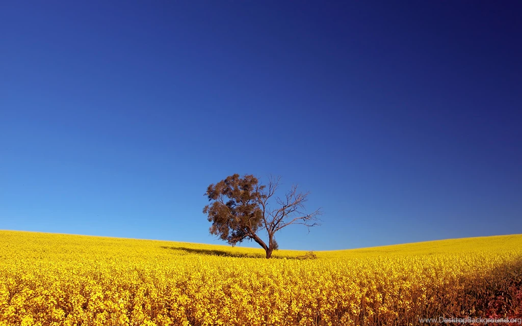 Wallpapers 2560x1600 Album 1
