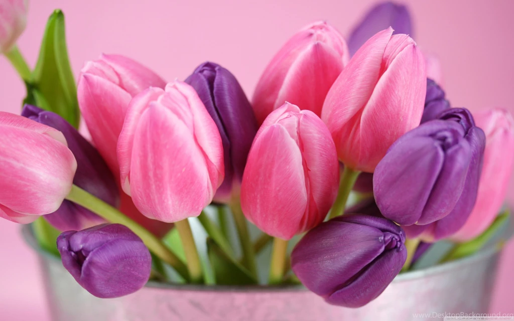 Pink And Purple Tulips HD Desktop Wallpapers : High Definition ...
