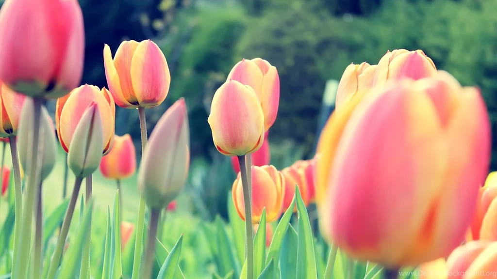 Tulips Wallpapers