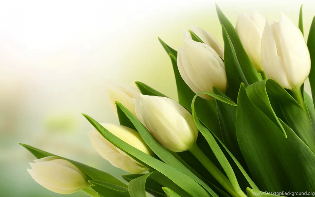 Tulips Wallpapers