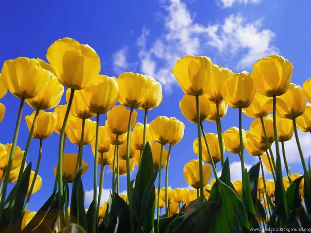Tulip Wallpapers