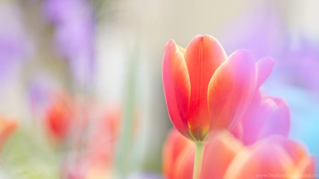 Tulips Wallpapers 2296 1920x1080 UMad.com