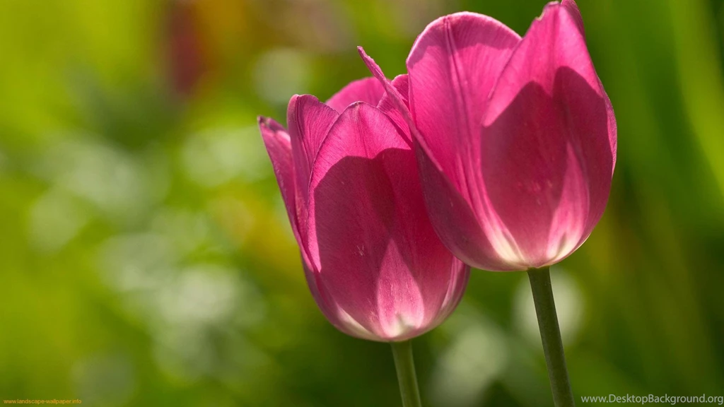 Tulips, Wallpaper, Images, Wmwallpapers (