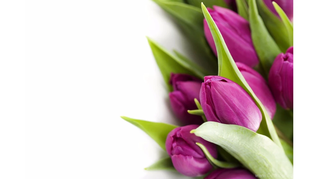 Violet 4K Tulips Wallpapers