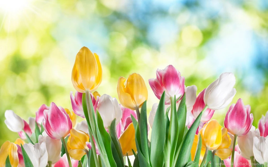 Tulips Wallpaper Backgrounds 2301 2560x1600 UMad.com