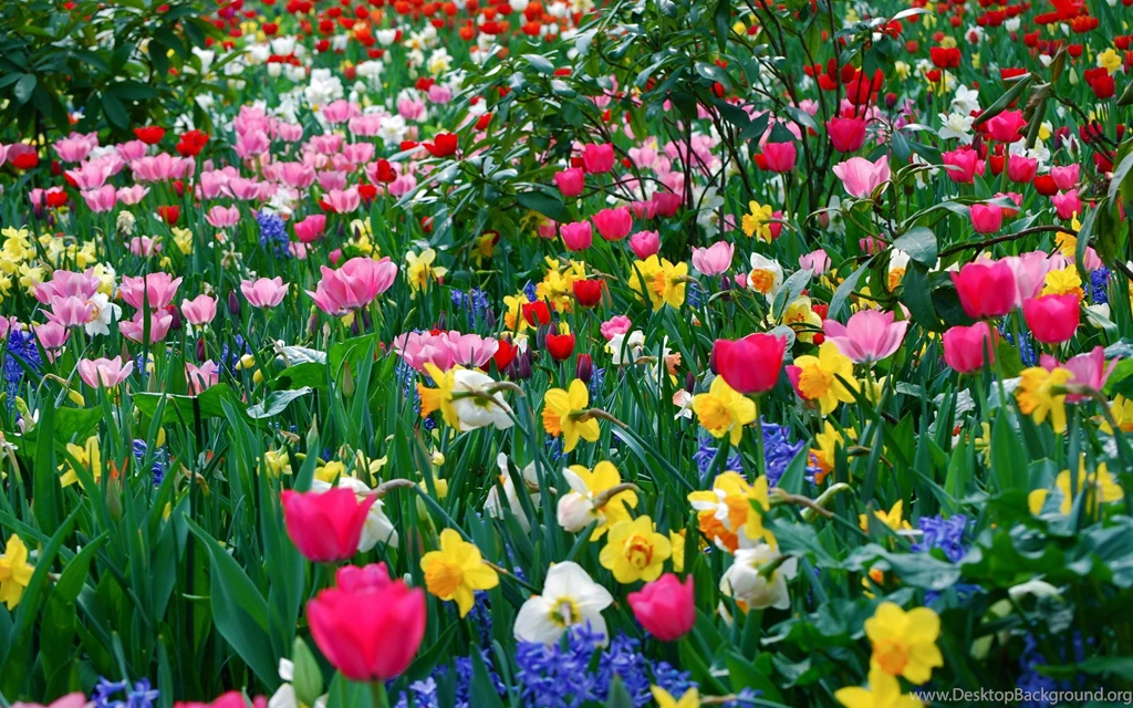 Flowers Tulips Wallpapers [2]   (
