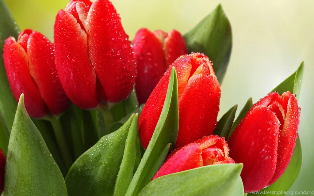 Red Tulips Wallpapers For Desktop & Mobile Free Download