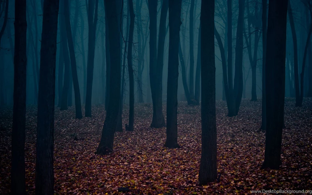 2864) Dark Forest High Resolution Wallpapers   WalOps.com