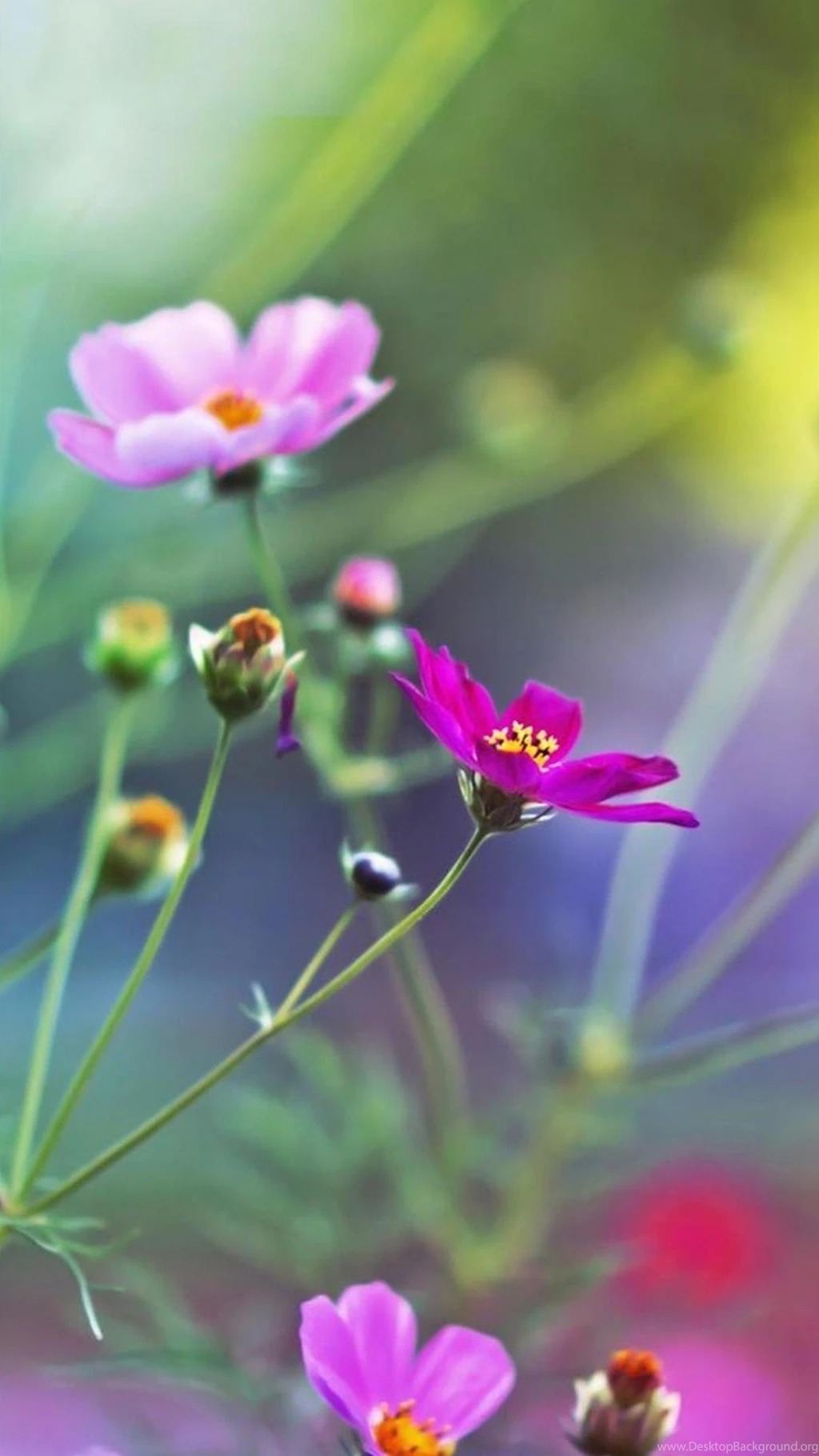 Flower Samsung Galaxy Note 3 Wallpapers 99, Samsung Galaxy Note 3 ...
