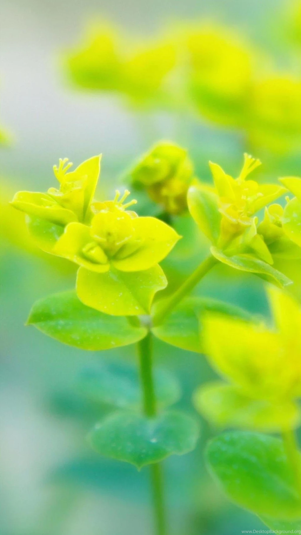 HTC One Max Plant Wallpapers HD 05, HTC One Wallpapers HD