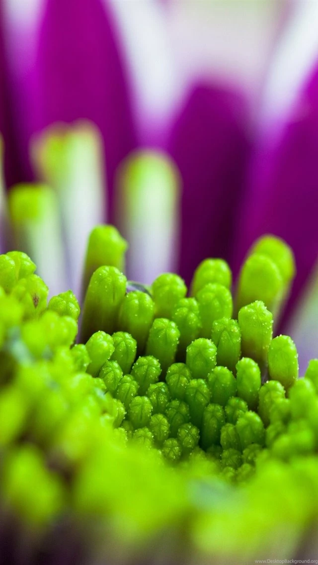Flower Petals Macro, Purple And Green iPhone Wallpapers