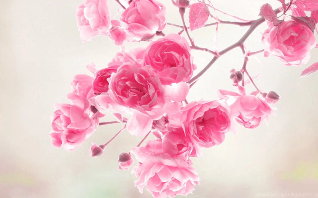 Amazing Flowers Wallpapers HD 2015