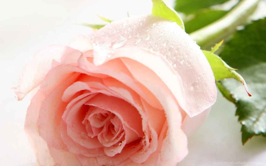 Wallpapers Flowers Roses