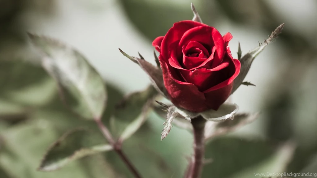 Red Rose Flowers Images And Wallpapers Download