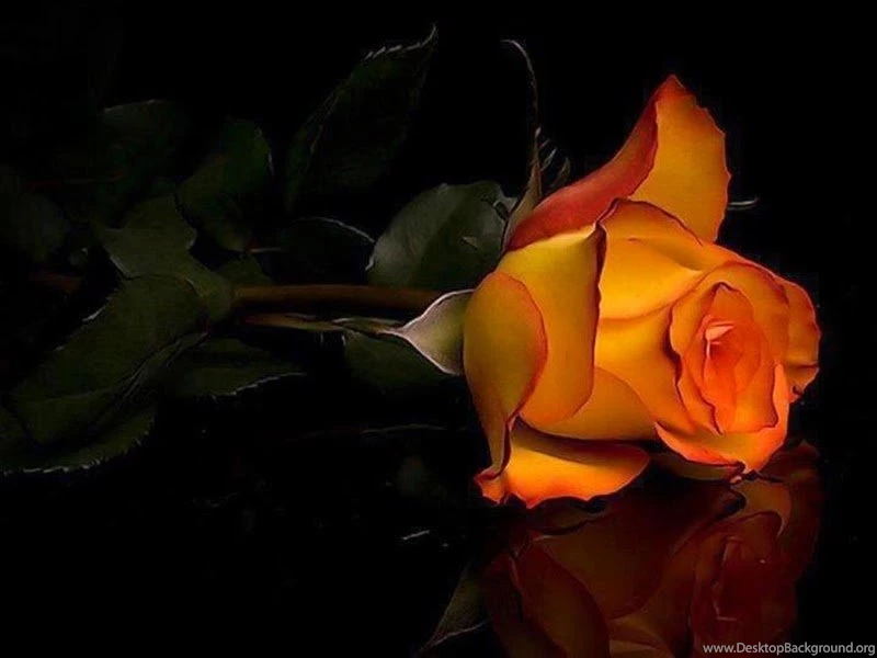 Beautiful Images Wallpapers Rose Flower Online Delivery Free