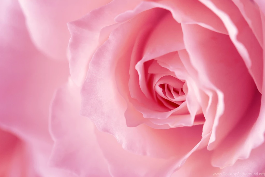 Pink Roses Backgrounds Wallpapers Cave