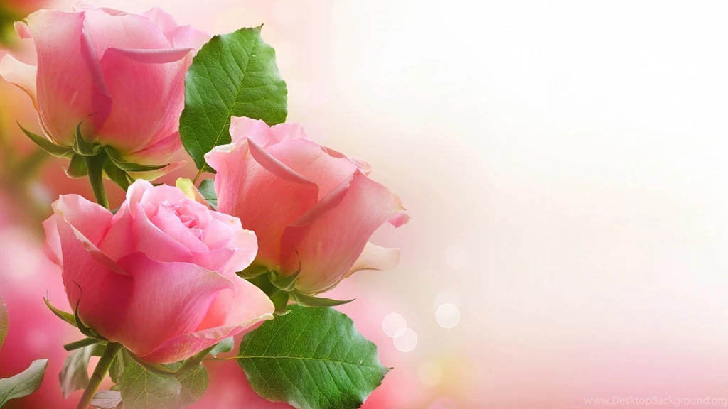 Pink Rose Wallpapers