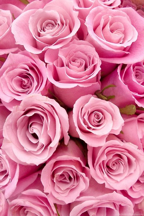 Pink Roses (Could Be Used As A Wallpapers And/or Background)