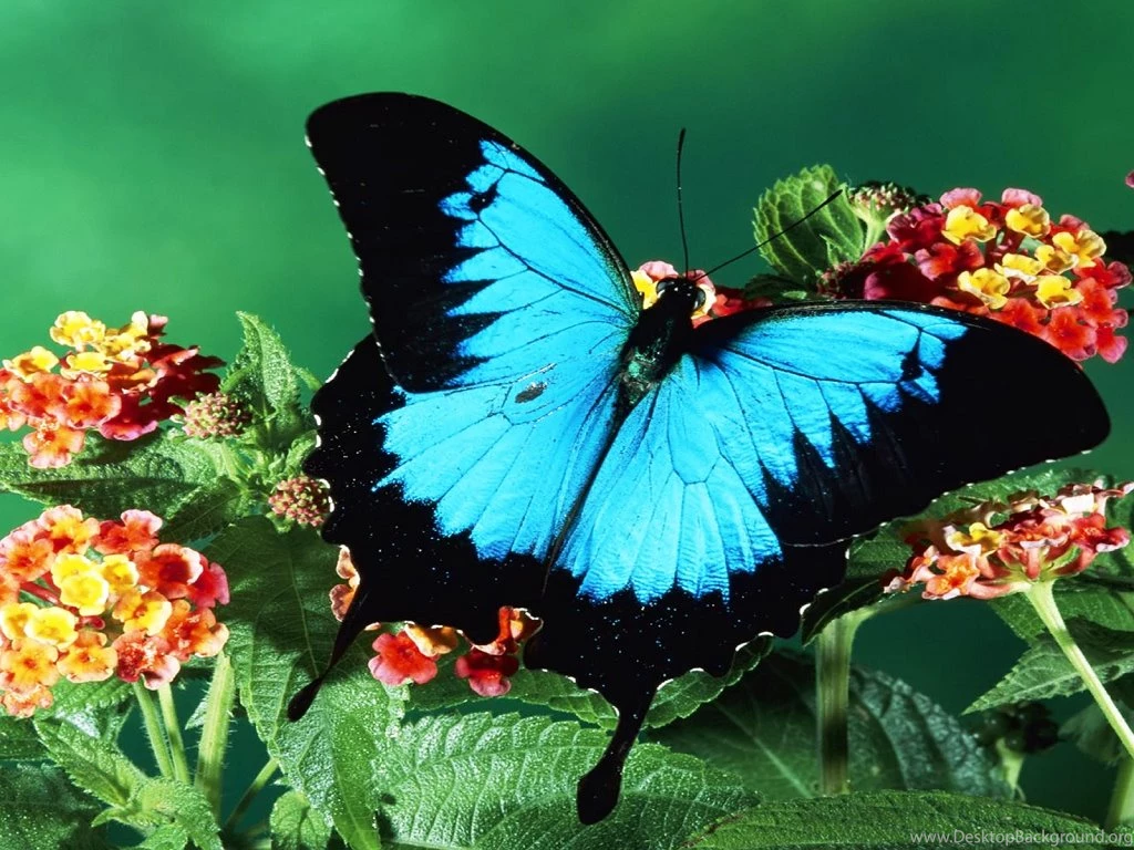 1920x1200px Butterfly Browser Themes & Desktop Backgrounds
