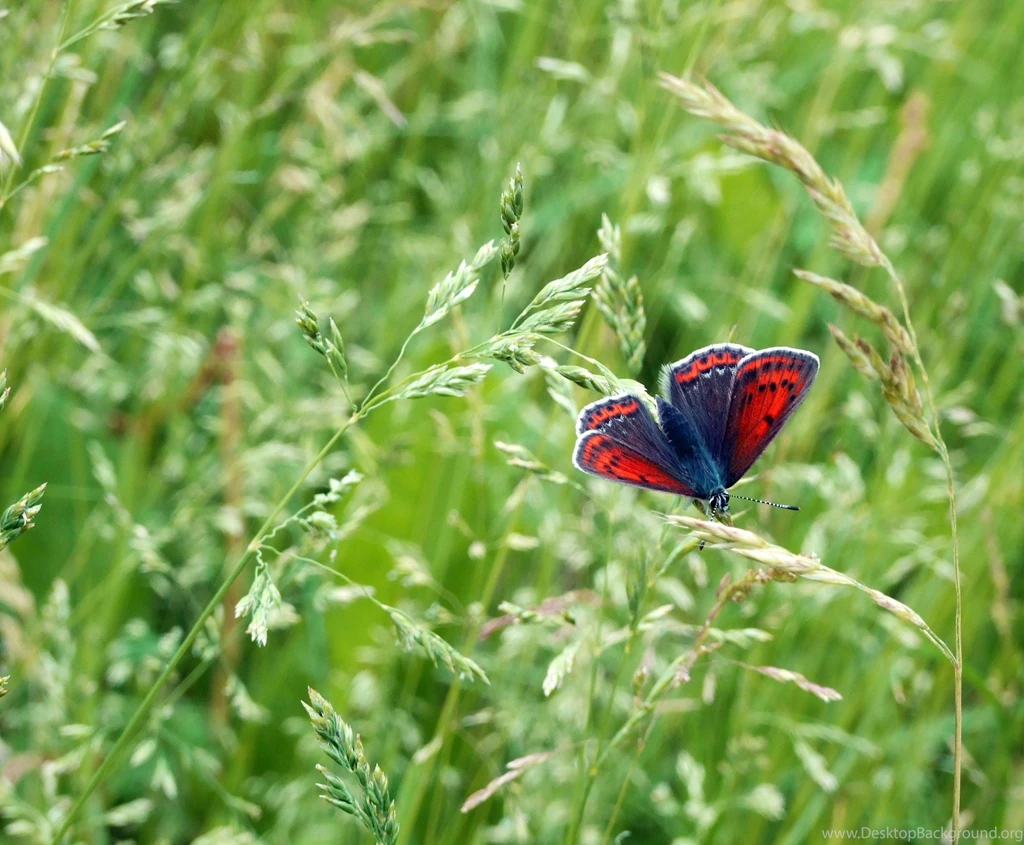Butterflies Summer Butterfly Color Nature Desktop Backgrounds ...