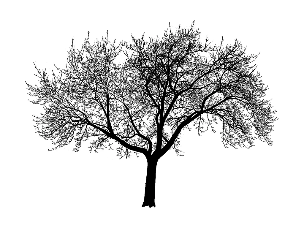 Amazing Tree Silhouette Wallpapers