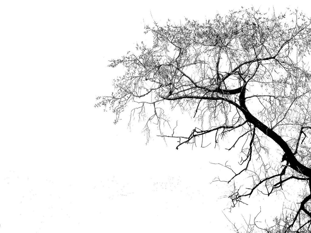 Tree Image Silhouette