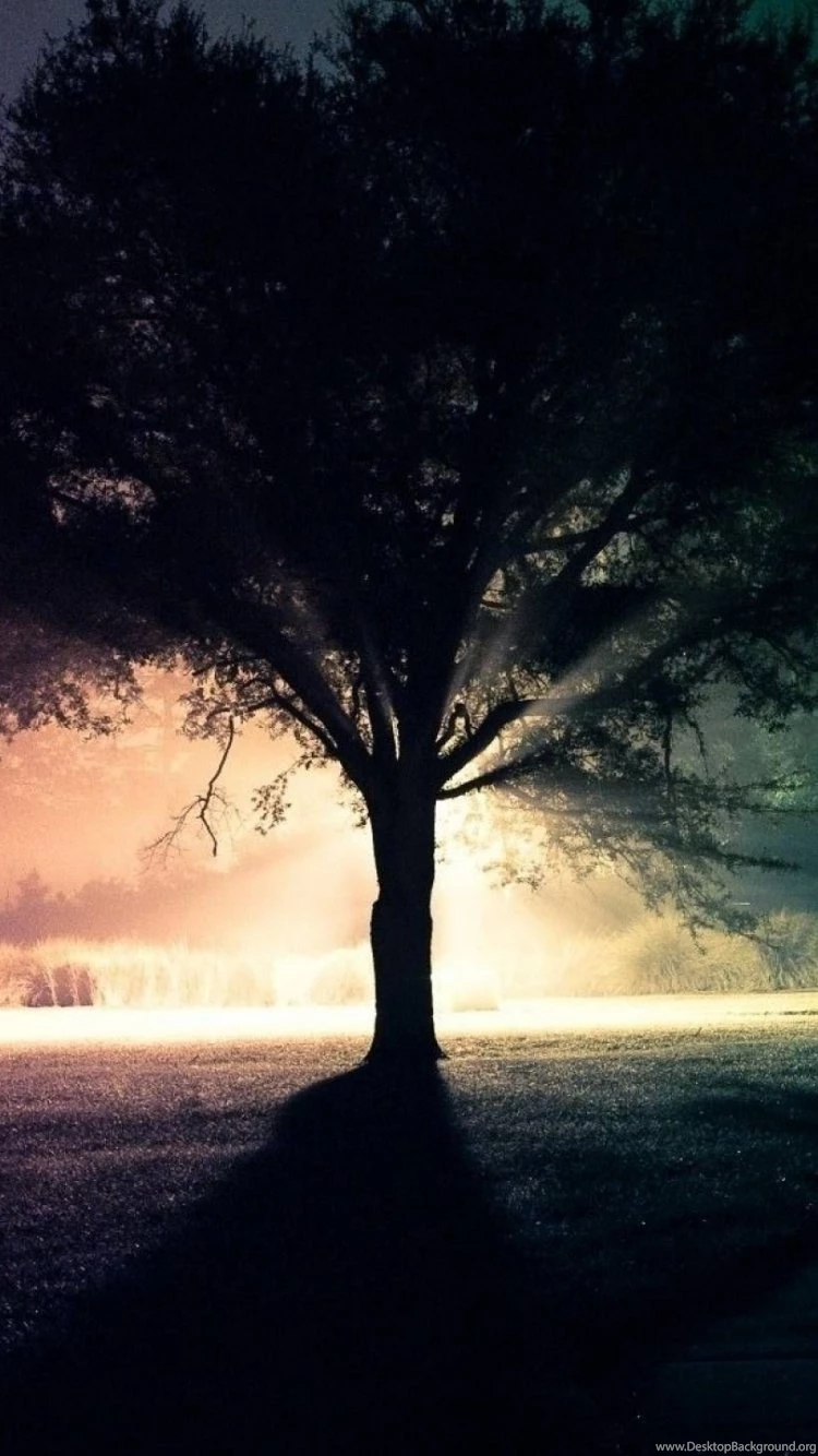 Tree Silhouette iPhone 6 Wallpapers 34125 Nature iPhone 6 ...