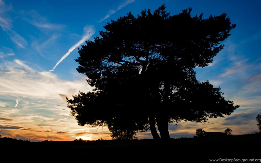 Tree Silhouette Wallpapers HD Wallpaper Backgrounds Of Your Choice