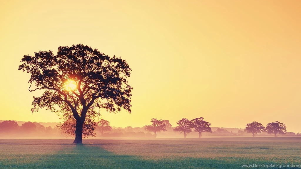 Tree Silhouette Sunrise Wallpapers