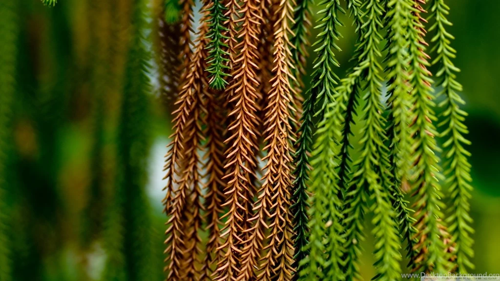Plants Nature 40 HD Desktop Wallpapers : Widescreen : High Definition