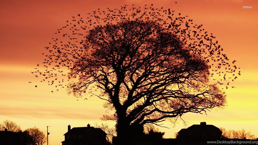 Tree Silhouette Photography Wallpaper_other_health Questions ...