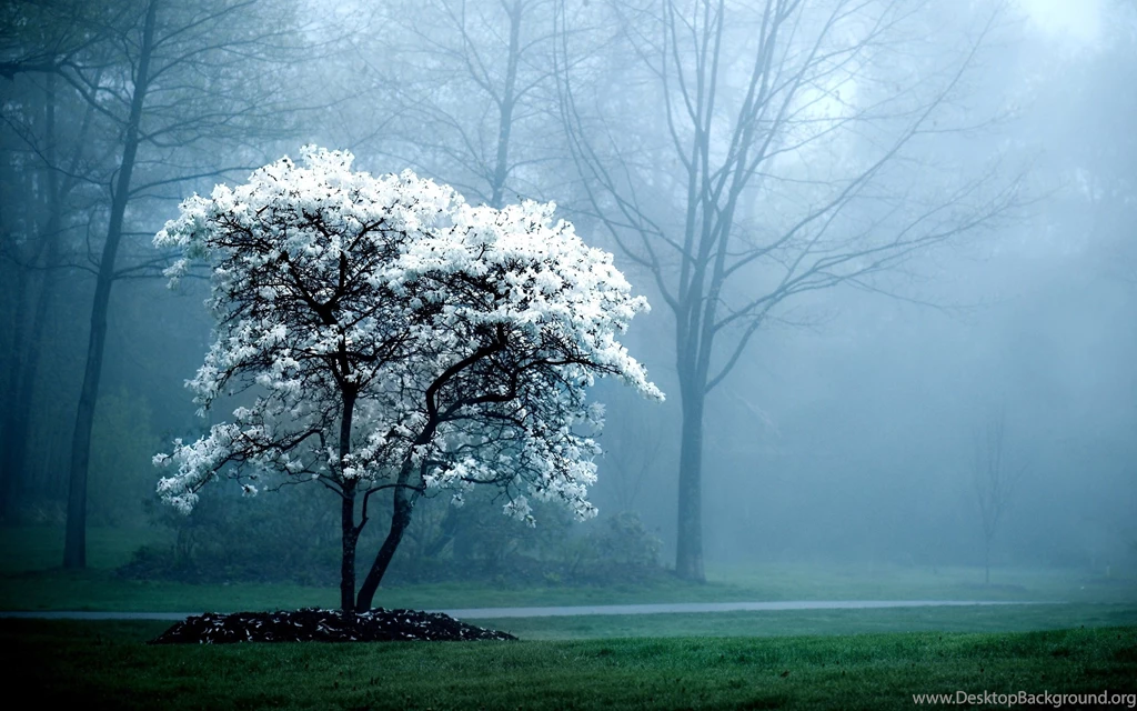 Nature Pics