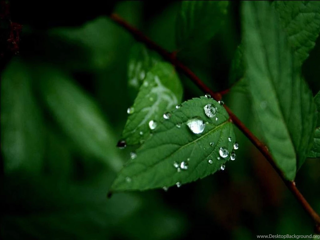 Hd Nature Wallpapers