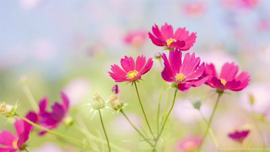 Flowers widescreen Desktop wallpapers